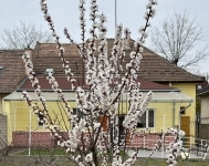 Budapest XV. kerület Ikerház